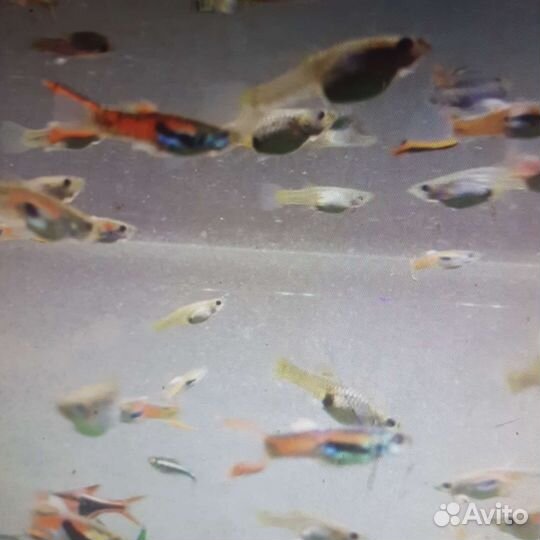 Рыбки гуппи