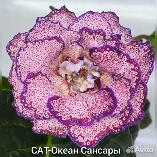 Сат-Глоксинии сортовые махровые Ч.2