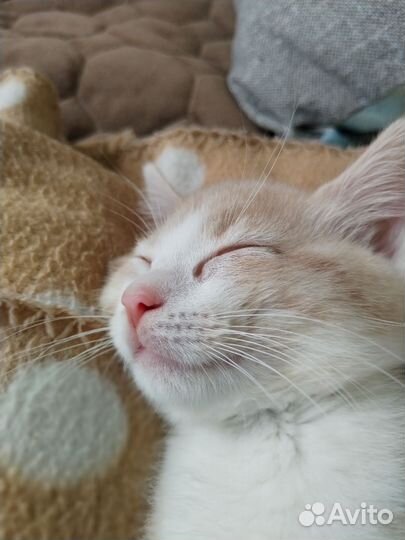 Котята в дар