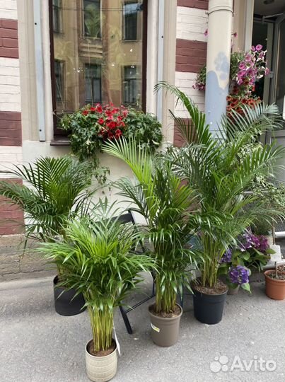 Пальма Арека Дипсис В наличии все размеры