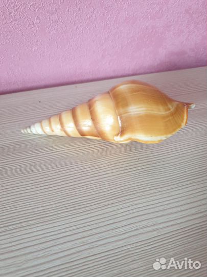 Морские ракушки