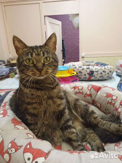 Полосатая ласкуша