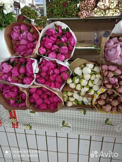 Пионы свежий срез. Новая поставка. Опт розница