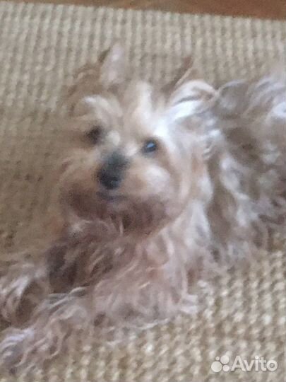 Йоркширский терьер вязка