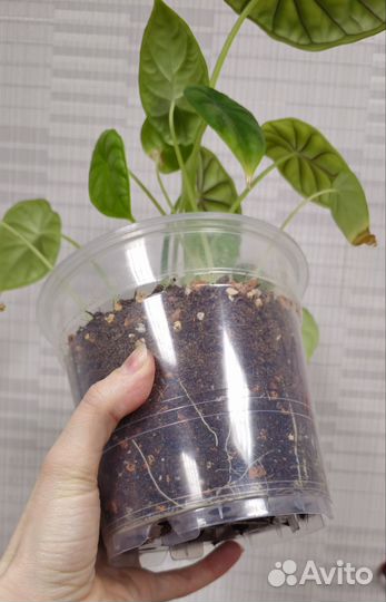 Алоказия шкура дракона