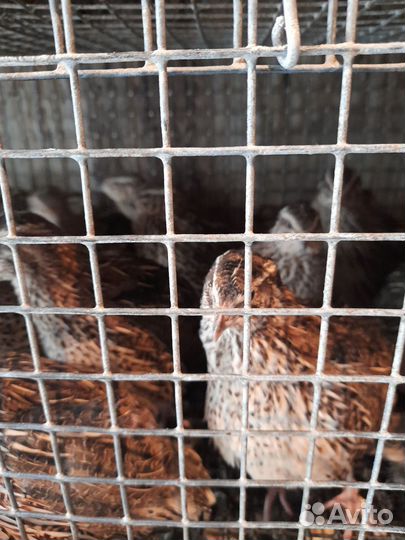 Перепела продажа