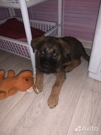 Малыш в беде. Ищем дом