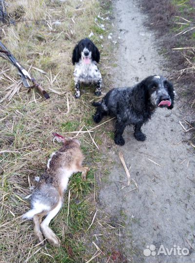 Щенки русского охотничьего спаниеля