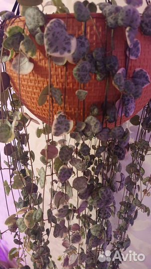 Церопегия Вуду, варигатная