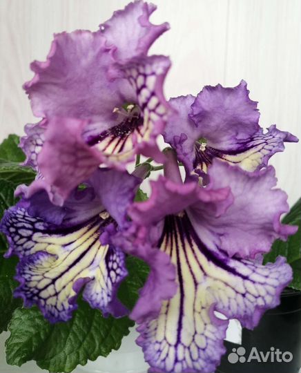 Сортовые стрептокарпусы