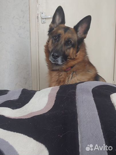 Немецкая овчарка мальчик,ищем девочку для случки