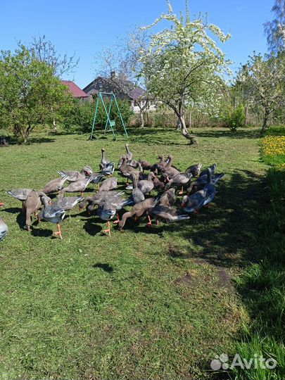 Чучела гусей для охоты бу