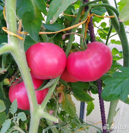 Семена помидоров розовый крупный
