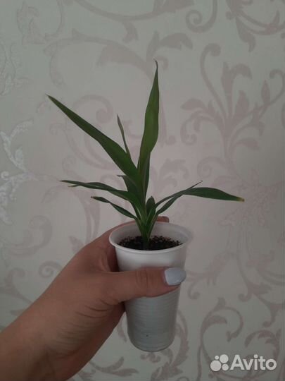 Комнатные цветы, пальма