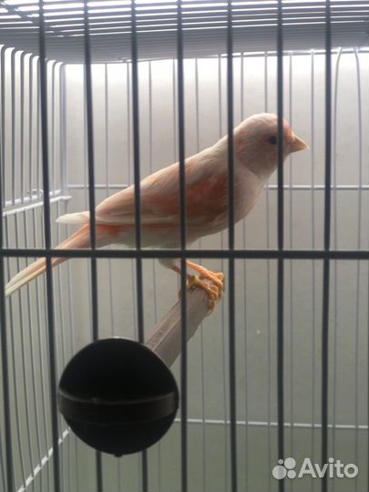 Канарейка самка