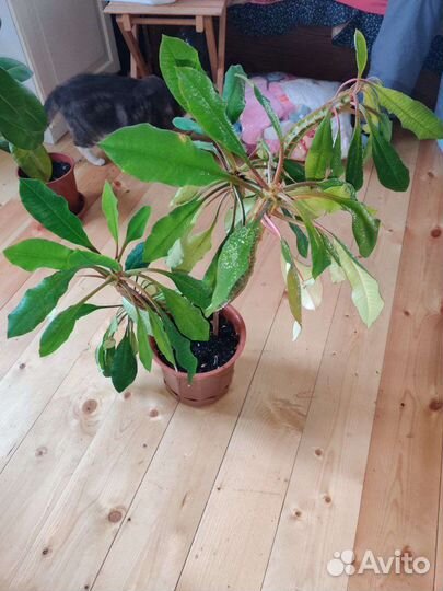 Молочай, фикус