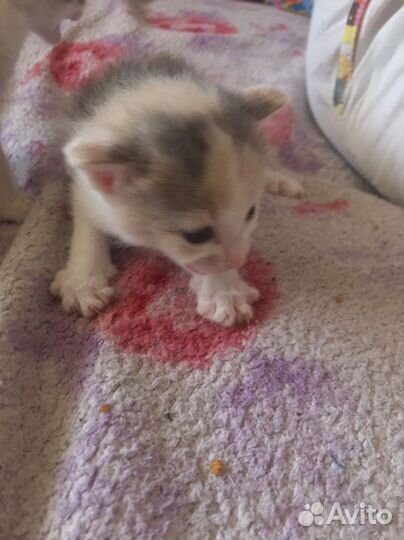 Котята в добрые руки даром