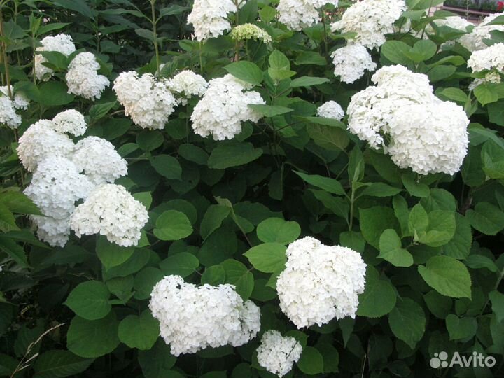 Гортензия Анабель