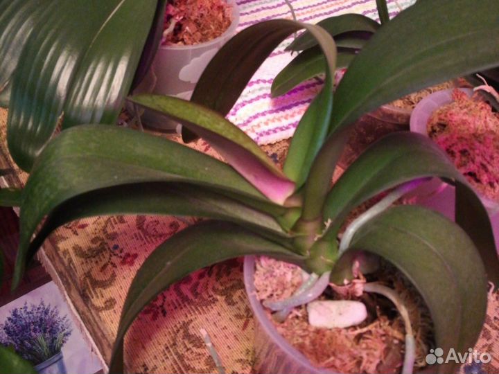 Орхидея фаленопсис