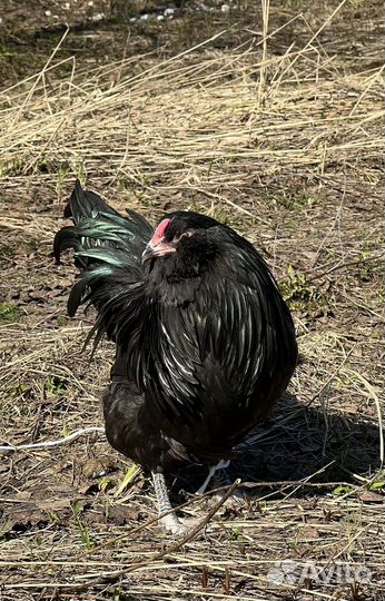 Яйцо голубое амераукан, петухи голубые, черные США