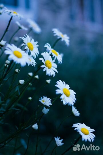 Фикс AF-S Nikon Nikkor 50mm f/1.8G