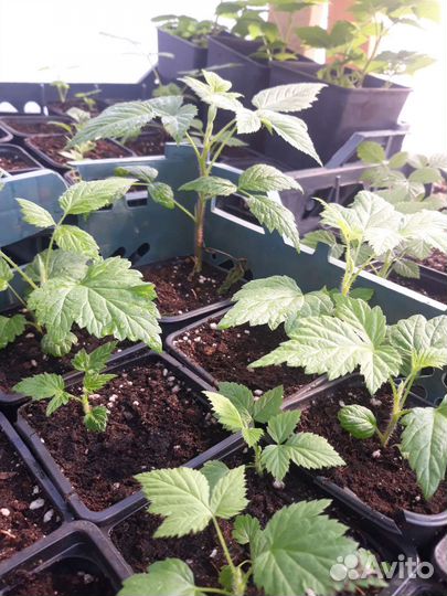 Саженцы малины маравилла