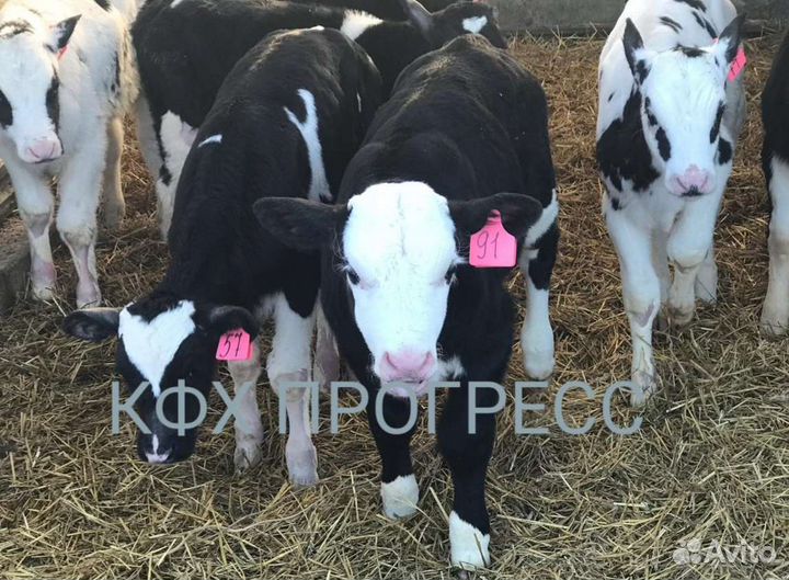 Бычки телята