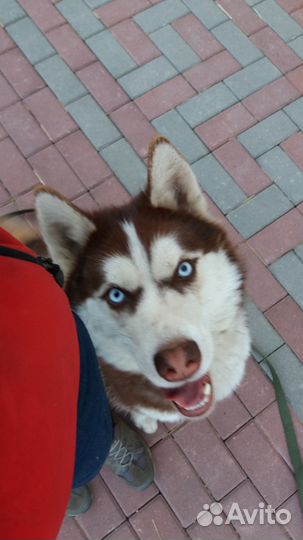 Дрессировка собак. Курсы. Обучение кинологов