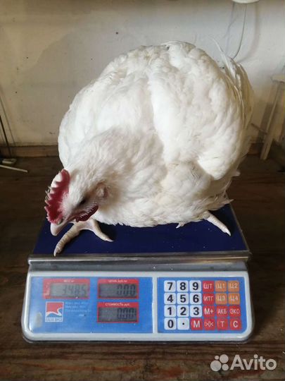 Бройлер, Утята, Гусята, Несушка, Мулард