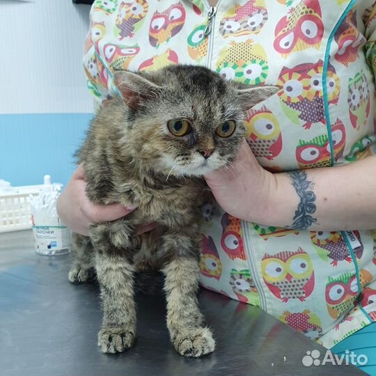 Кошечки помесь Корниш-рэксов и Экзотов ищут дом