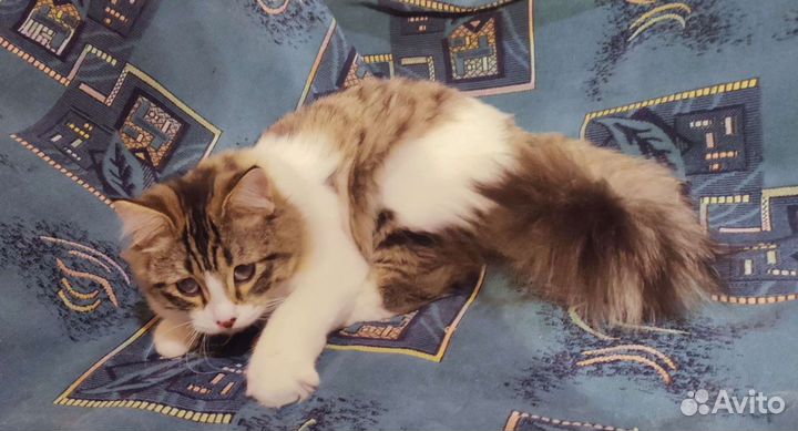 Котик Тихон