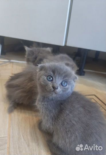 Котята