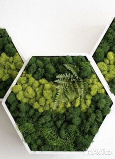 Полки соты с мхом. Озеленение интерьера