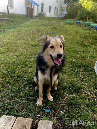 Собака в добрые руки отдам бесплатно