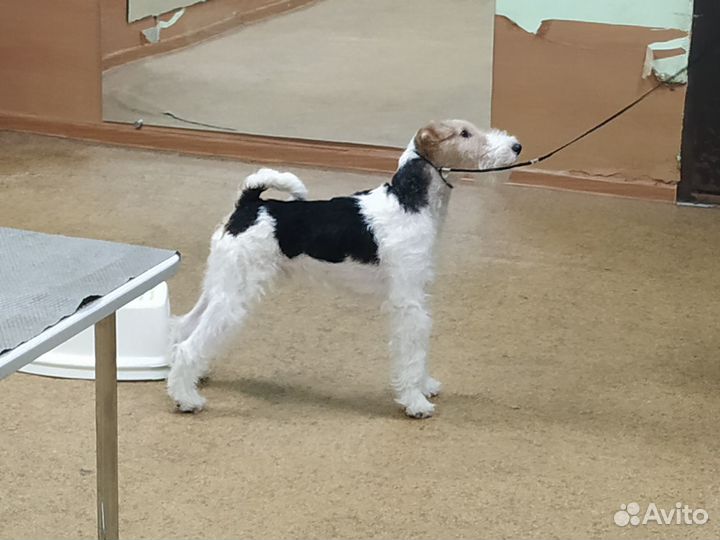 Фокстерьер для вязки