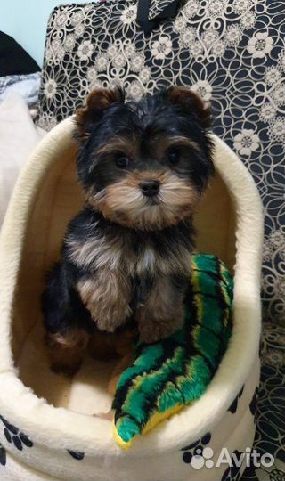 Милашки-обаяшки