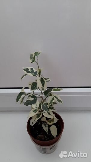 Фикус бенджамина старлайт