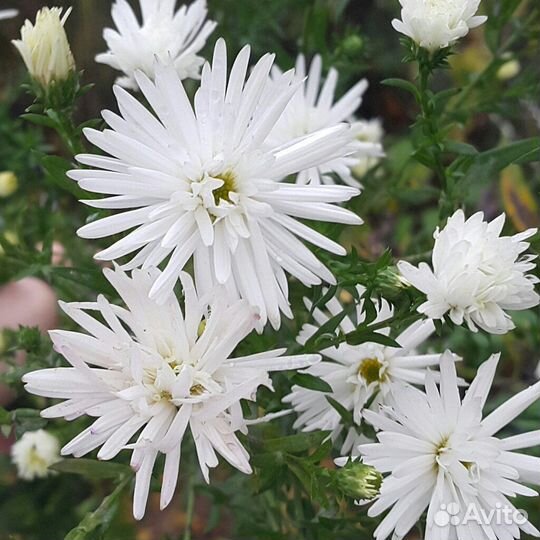 Астры многолетние