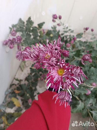 Хризантема