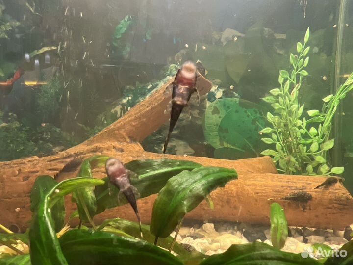 Сомики анциструсы