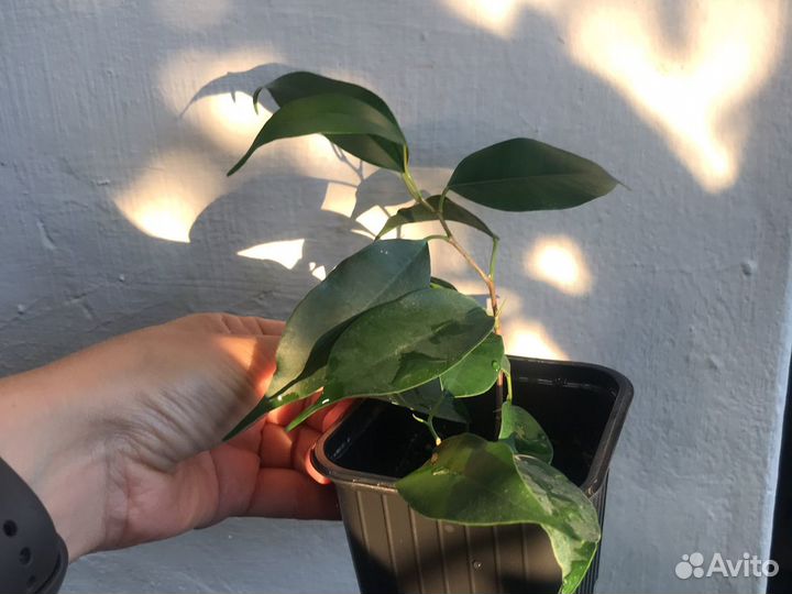 Фикус разные