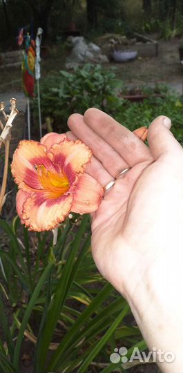 Продаю деленки карликого лилейника