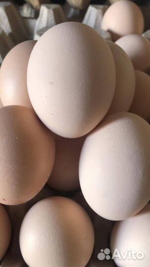 Яйцо куриное опт/розница