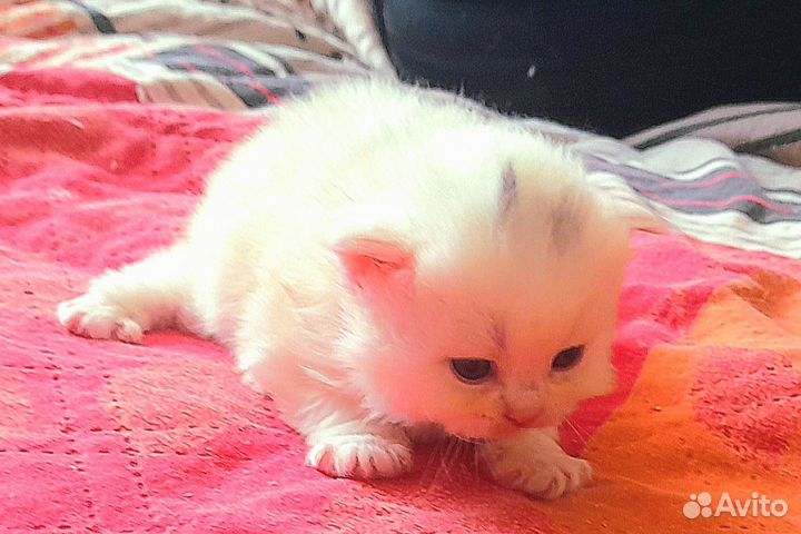 Котятки