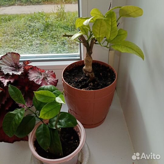 Лимон и каламондин(бронь)