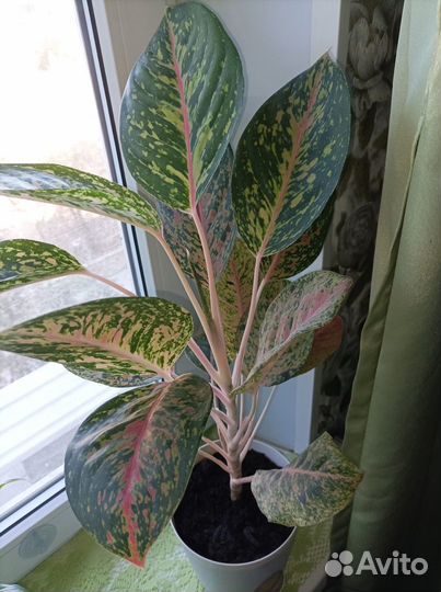 Аглаонема Арлекин (Харли Квин)