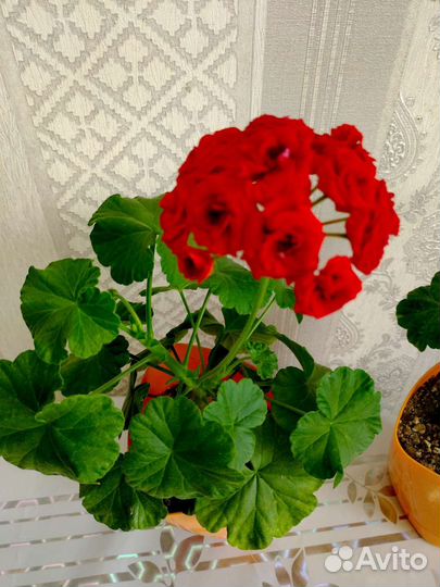 Пеларгония герань