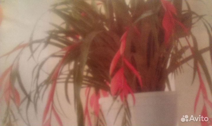 Бильбергия