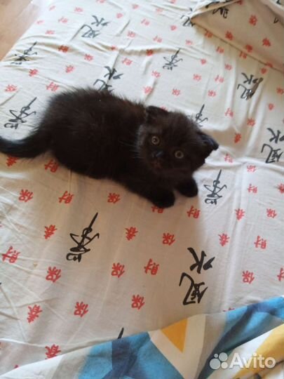 Вислоухие котята