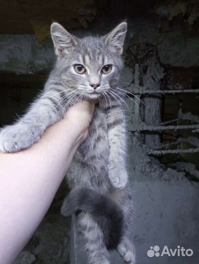 Ну просто замечательнейший котенок